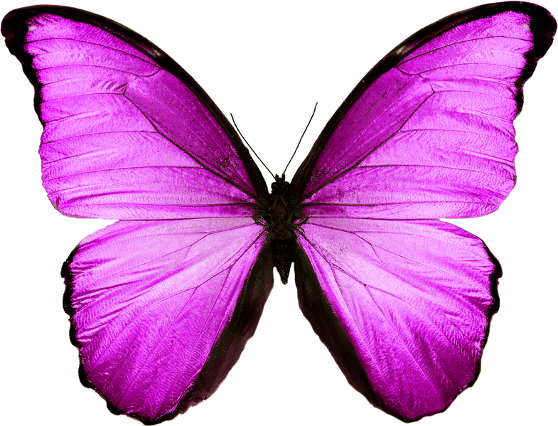 pink butterfly