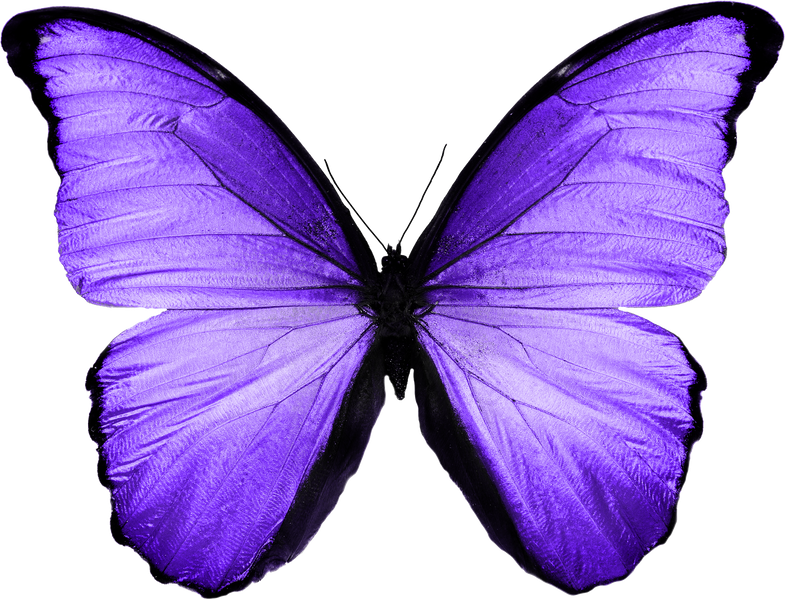 Colored Silhouette of Purple Butterfly