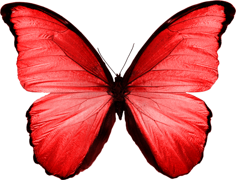 red butterfly